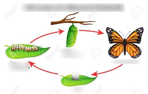 métamorphose étymologie|verb form of metamorphosis.